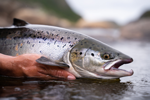 Alaska’s Environmental Movement Wants More Natural Gas, Less Hydro Power, to Protect Fish