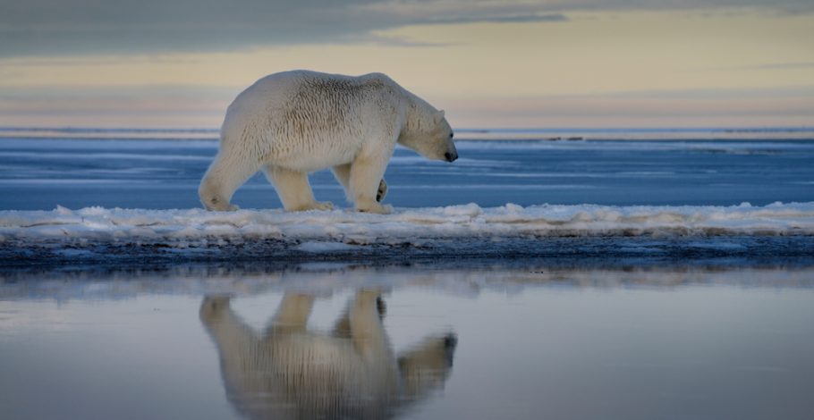 Wildlife Above Human Life: ENGO Seeks to Kill Alaska Jobs…Again