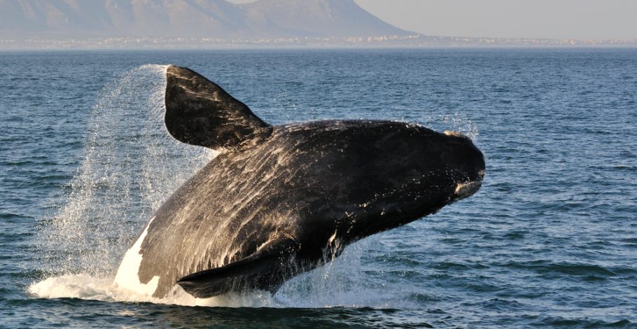“Save the Whales!” – Unless You’re the Sierra Club