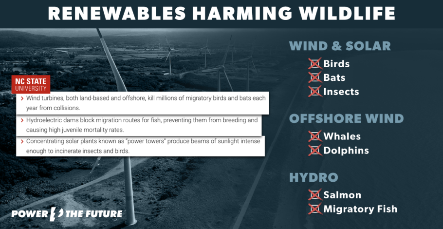 Renewable Energy Harms Wildlife